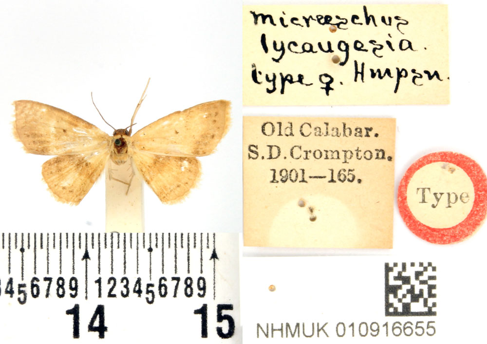/filer/webapps/moths/media/images/L/lycaugesia_Enispa_HT_BMNH.jpg