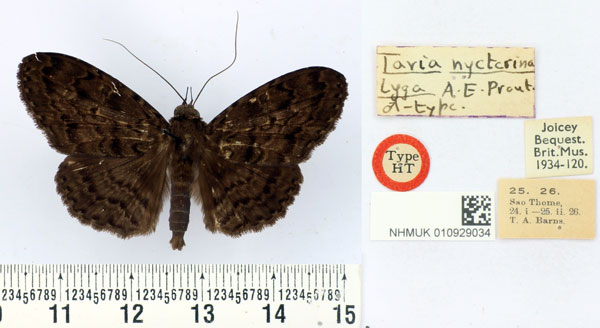 /filer/webapps/moths/media/images/L/lyga_Tavia_HT_BMNH.jpg