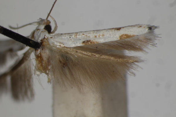 /filer/webapps/moths/media/images/L/lyonetiella_Licmocera_LT_BMNH.jpg