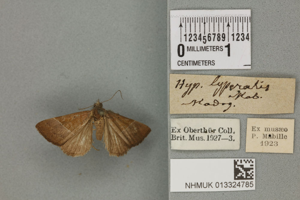 /filer/webapps/moths/media/images/L/lyperalis_Hypena_PLT_BMNH_02a.jpg