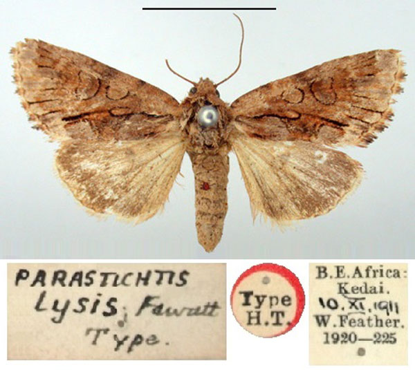 /filer/webapps/moths/media/images/L/lysis_Parastichtis_HT_BMNH.jpg