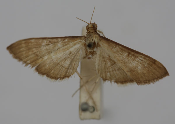 /filer/webapps/moths/media/images/M/macaralis_Bradina_ST_BMNH.jpg