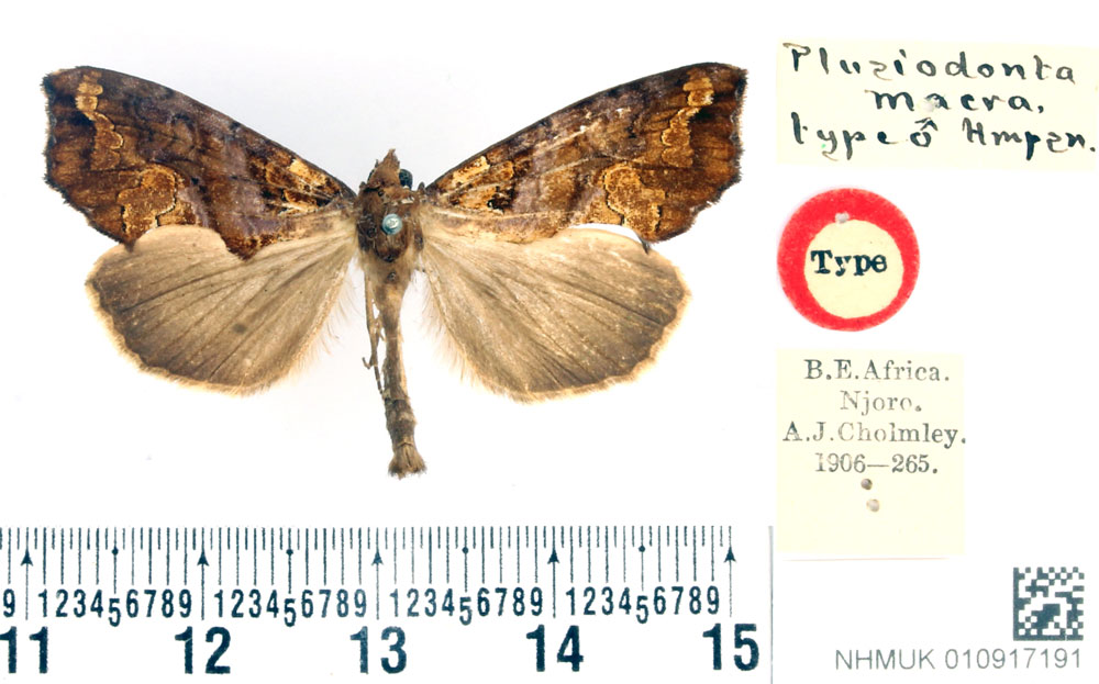 /filer/webapps/moths/media/images/M/macra_Plusiodonta_HT_BMNH.jpg