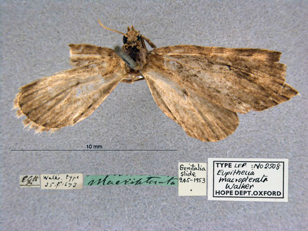 /filer/webapps/moths/media/images/M/macropterata_Eupithecia_HT_OUMNH_01.jpg