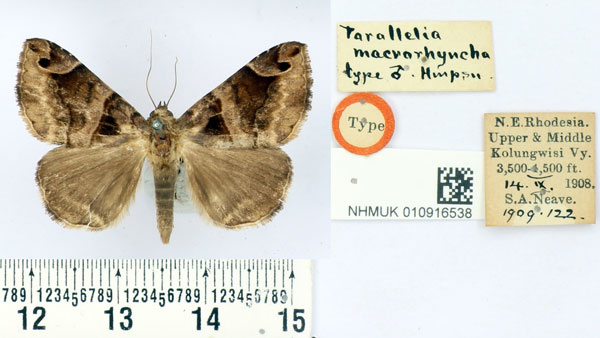 /filer/webapps/moths/media/images/M/macrorhyncha_Parallelia_HT_BMNH.jpg