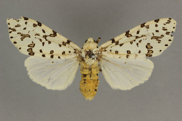 /filer/webapps/moths/media/images/M/macularia_Alpenus_LT_BMNH.jpg
