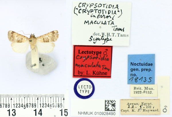 /filer/webapps/moths/media/images/M/maculata_Crypsotidia_LT_BMNH.jpg