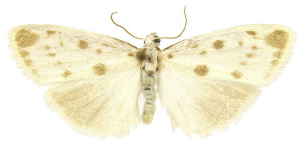 /filer/webapps/moths/media/images/M/maculata_Cyana_AM_ZSM.jpg