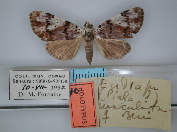 /filer/webapps/moths/media/images/M/maculata_Eudrapa_HT_RMCA_01.jpg