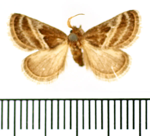 /filer/webapps/moths/media/images/M/maculata_Halseyia_AM_BMNH.jpg