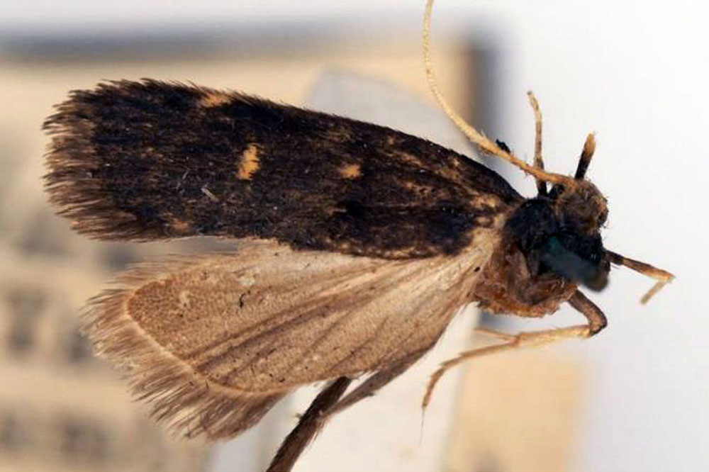 /filer/webapps/moths/media/images/M/maculata_Lecithocera_HT_BMNH.jpg