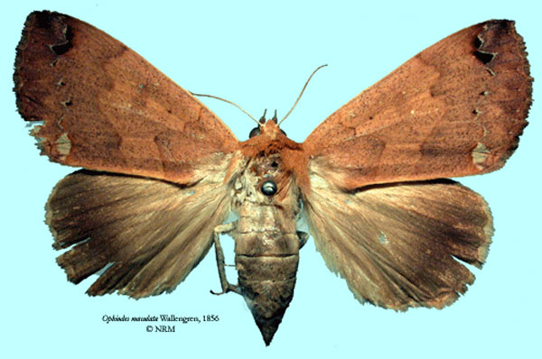 /filer/webapps/moths/media/images/M/maculata_Ophiodes_HT_SNHM_01.jpg