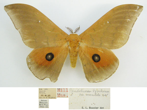 /filer/webapps/moths/media/images/M/maculata_Pseudobunaea_HT_NHMUKa.jpg