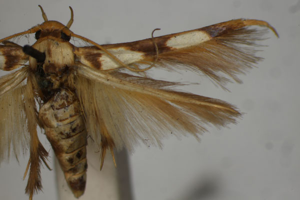 /filer/webapps/moths/media/images/M/maculata_Stathmopoda_HT_BMNH.jpg