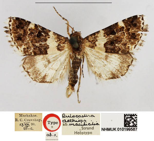 /filer/webapps/moths/media/images/M/maculicilia_Eulocastra_HT_NHMUK.jpg