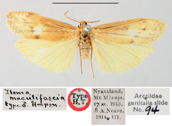 /filer/webapps/moths/media/images/M/maculifascia_Ilema_HT_BMNH.jpg
