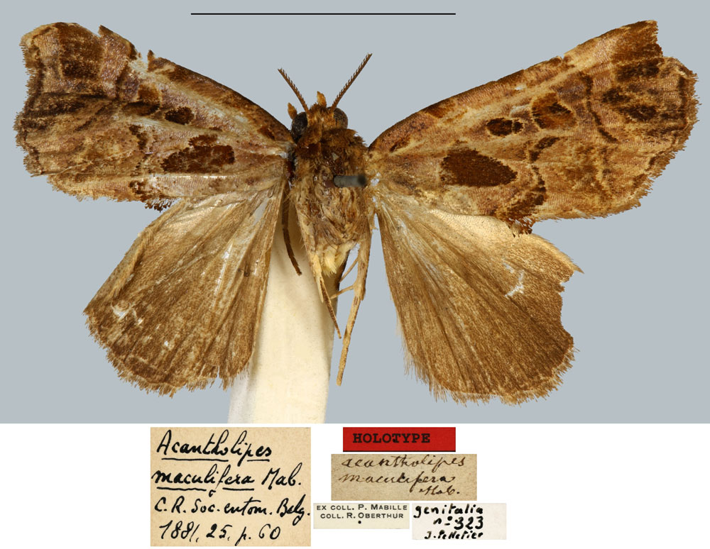 /filer/webapps/moths/media/images/M/maculifera_Acantholipes_HT_MNHN.jpg