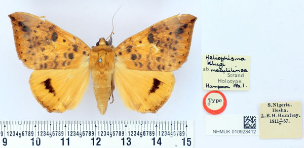/filer/webapps/moths/media/images/M/maculilinea_Heliophisma_HT_BMNH.jpg