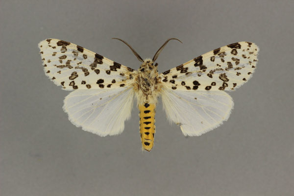 /filer/webapps/moths/media/images/M/maculosa_Alpenus_A_BMNH.jpg