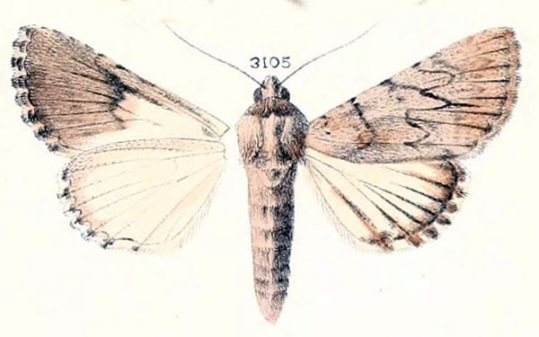 /filer/webapps/moths/media/images/M/madagascariensis_Acronycta_HT_Oberthur371_3105.jpg