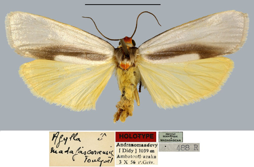 /filer/webapps/moths/media/images/M/madagascariensis_Agylla_HT_MNHN.jpg
