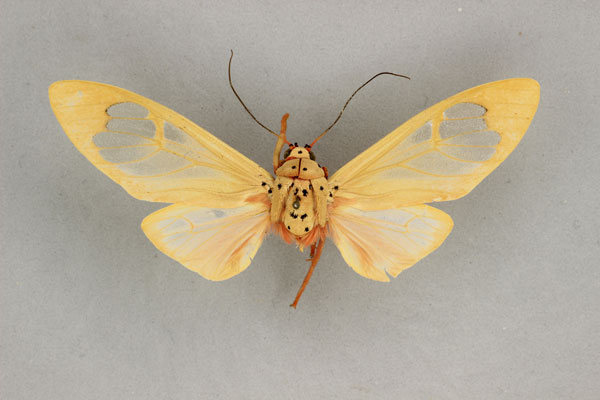 /filer/webapps/moths/media/images/M/madagascariensis_Amerila_AM_BMNH.jpg