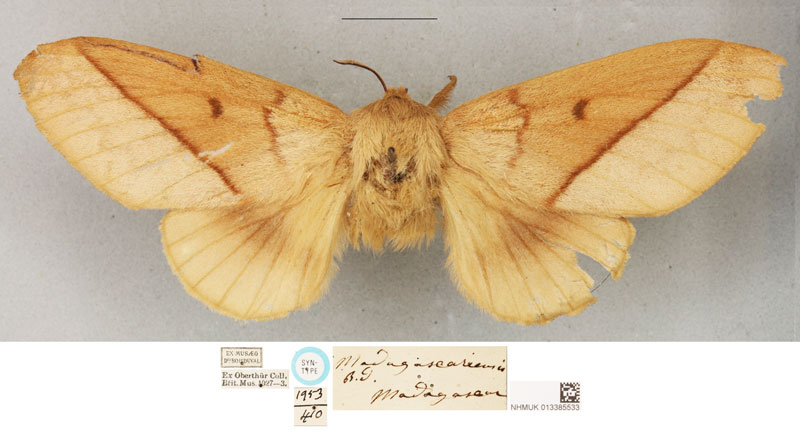 /filer/webapps/moths/media/images/M/madagascariensis_Borocera_STF_BMNH.jpg