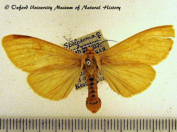 /filer/webapps/moths/media/images/M/madagascariensis_Madagascarctia_AF_OUMNH.jpg