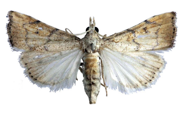 /filer/webapps/moths/media/images/M/maesi_Ptychopseustis_HT_ABSRC.jpg