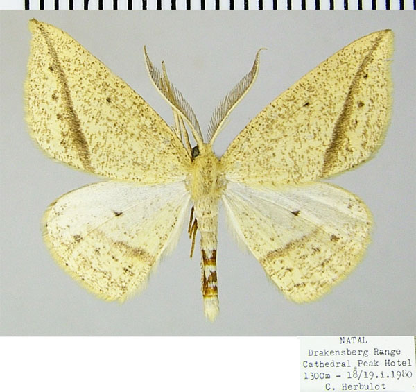 /filer/webapps/moths/media/images/M/maeviaria_Epigynopteryx_AM_ZSMa.jpg
