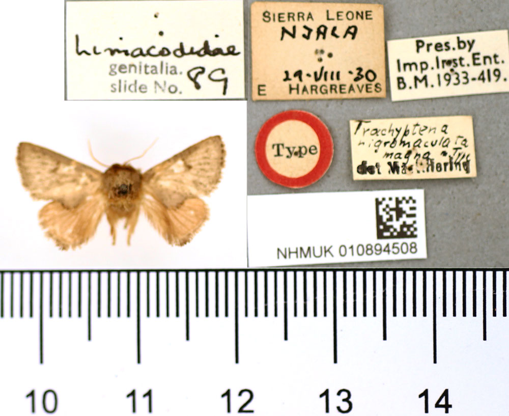 /filer/webapps/moths/media/images/M/magna_Trachyptena_ST_BMNH.jpg