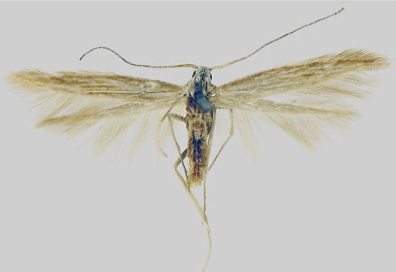 /filer/webapps/moths/media/images/M/magnaefontis_Coleophora_PTM_BMNH.jpg
