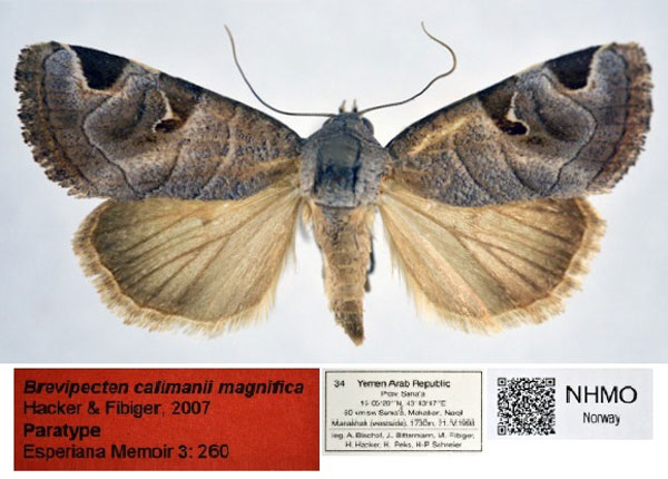 /filer/webapps/moths/media/images/M/magnifica_Brevipecten_PT_NHMO.jpg