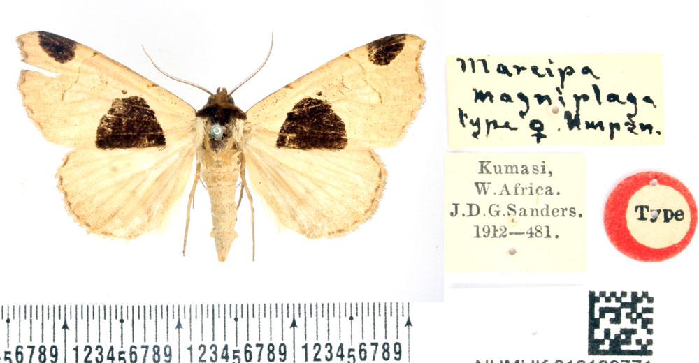 /filer/webapps/moths/media/images/M/magniplaga_Marcipa_HT_BMNH.jpg