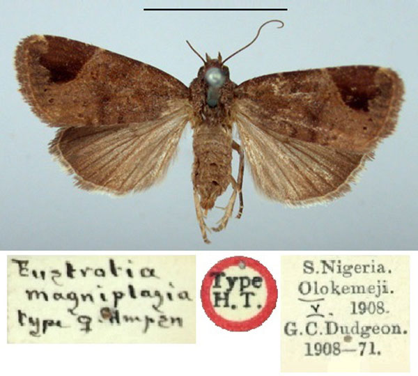 /filer/webapps/moths/media/images/M/magniplagia_Eustrotia_HT_BMNH.jpg