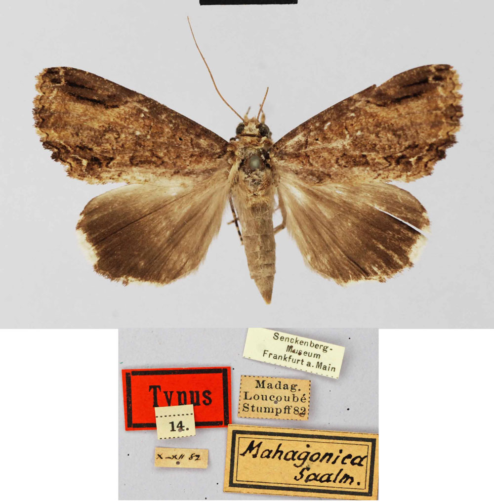 /filer/webapps/moths/media/images/M/mahagonica_Melipotis_HT_SNMF.jpg