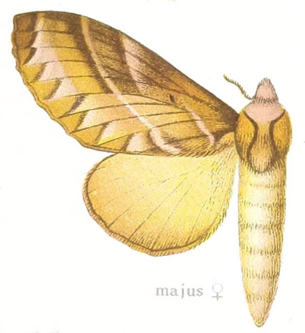 /filer/webapps/moths/media/images/M/majus_Taragama_HT_Aurivillius_32e.jpg