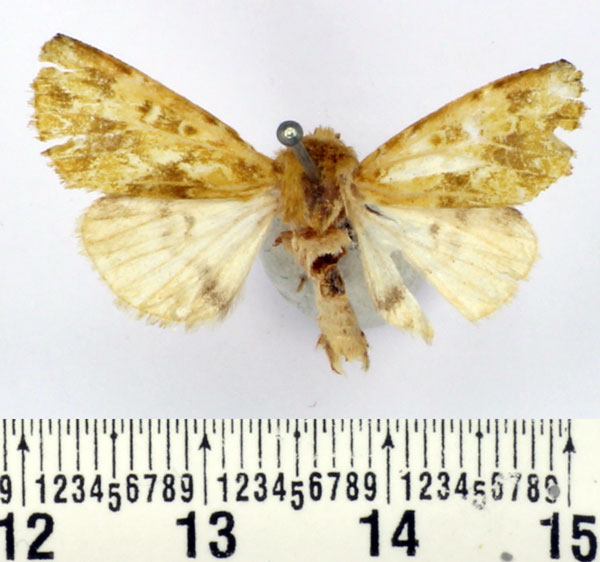 /filer/webapps/moths/media/images/M/makokoui_Nyodes_AM_BMNH_01.jpg