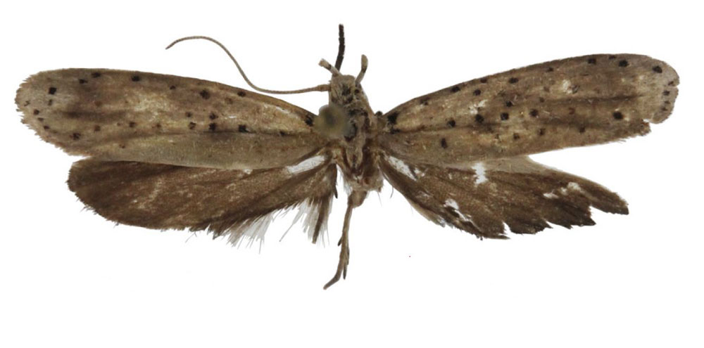 /filer/webapps/moths/media/images/M/malagasella_Yponomeuta_PT_BMNH.jpg