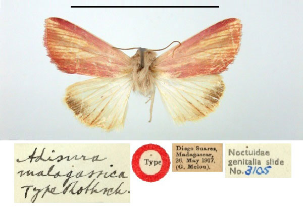 /filer/webapps/moths/media/images/M/malagassica_Adisura_HT_BMNH.jpg
