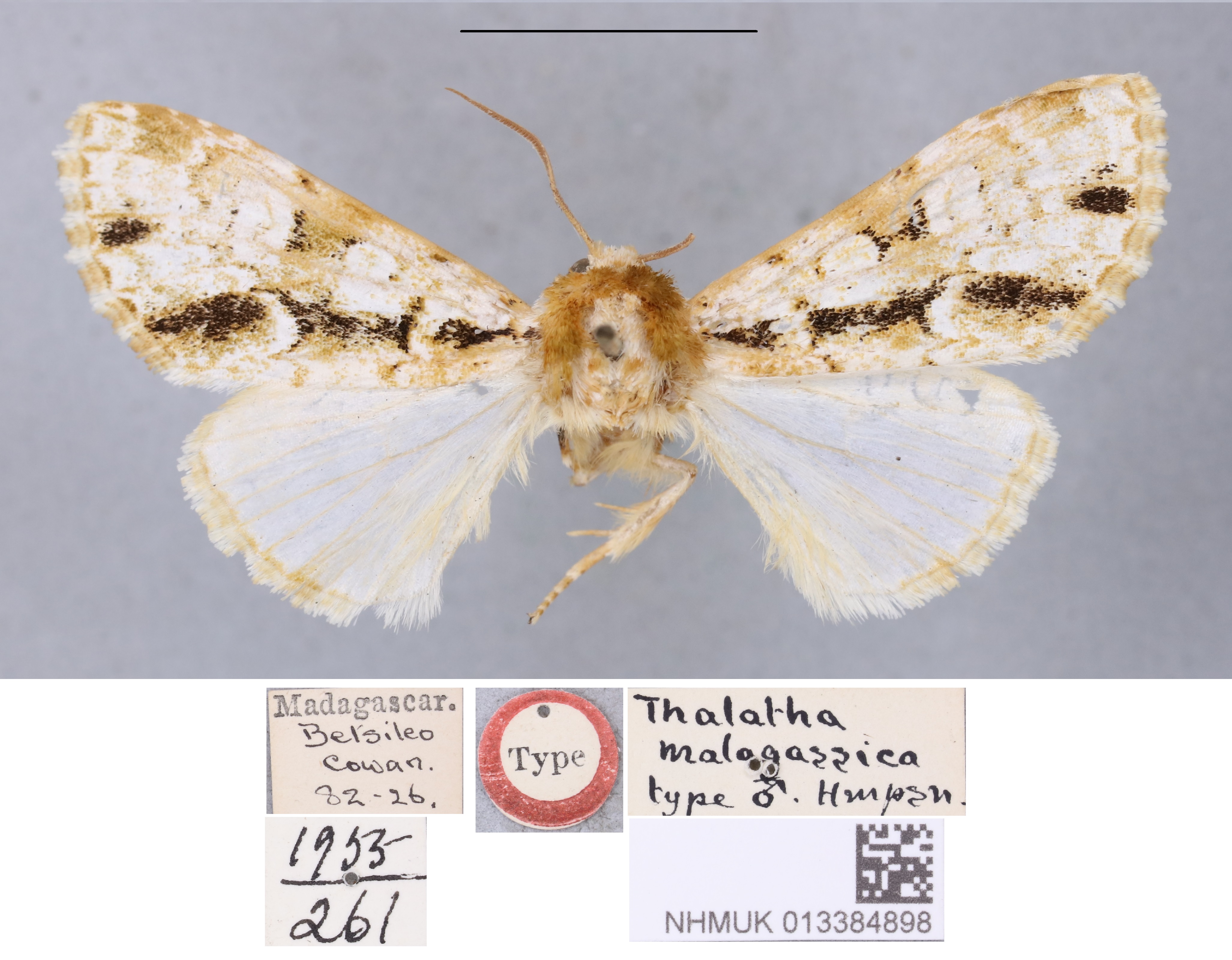 /filer/webapps/moths/media/images/M/malagassica_Thalatha_HT_BMNHa.jpg