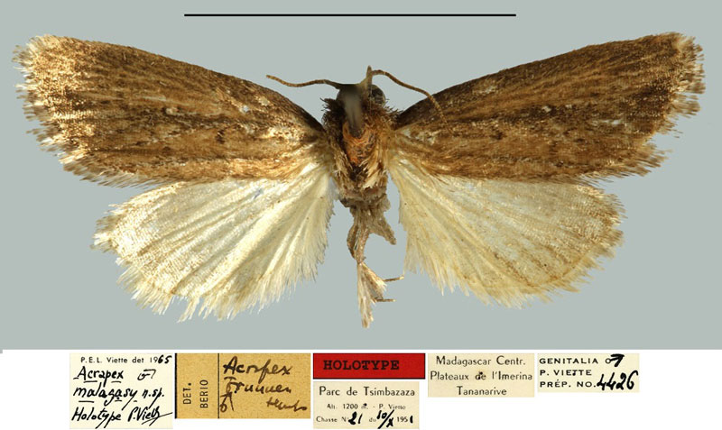 /filer/webapps/moths/media/images/M/malagasy_Acrapex_HT_MNHN.jpg