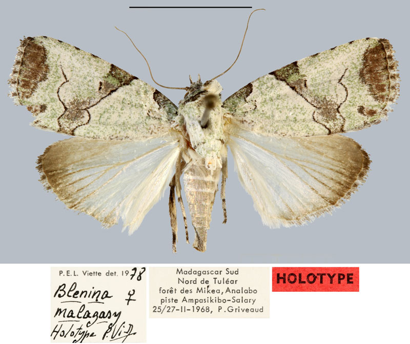 /filer/webapps/moths/media/images/M/malagasy_Blenina_HT_MNHN.jpg