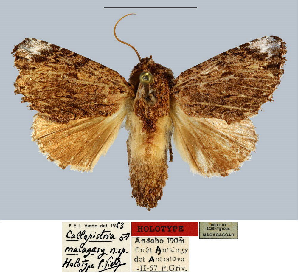 /filer/webapps/moths/media/images/M/malagasy_Callopistria_HT_MNHN.jpg