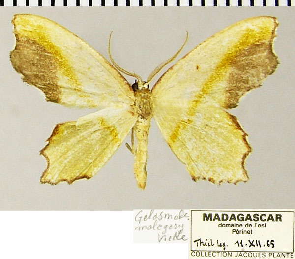 /filer/webapps/moths/media/images/M/malagasy_Gelasmodes_AM_ZSMa.jpg