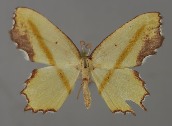 /filer/webapps/moths/media/images/M/malagasy_Gonochlora_A_ZSM_01.jpg