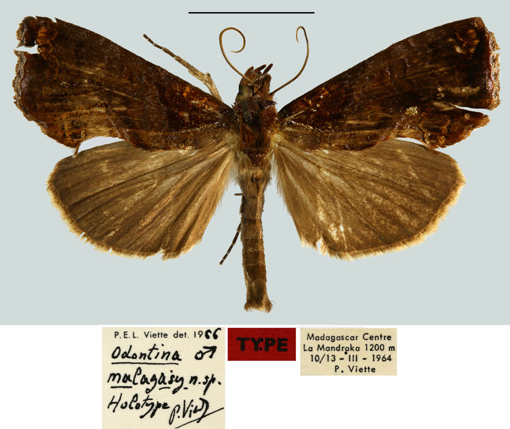/filer/webapps/moths/media/images/M/malagasy_Odontina_HT_MNHN.jpg