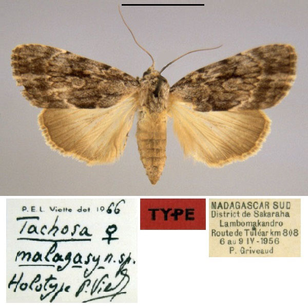 /filer/webapps/moths/media/images/M/malagasy_Tachosa_HT_MNHN.jpg
