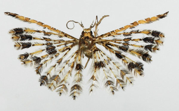 /filer/webapps/moths/media/images/M/malawica_Alucita_HT_BMNH.jpg