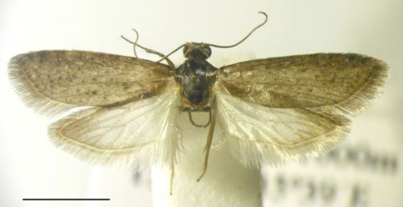 /filer/webapps/moths/media/images/M/malawiensis_Homadaula_HT_BMNH.jpg